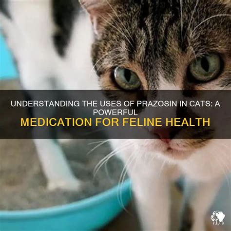 prazosin cat side effects|A Comprehensive Guide to Prazosin for Cats:。